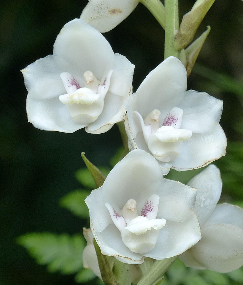 OrchideeColombePanama Vitrocsa: It all started with an orchid